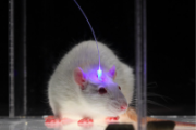 mouse with fiber-optics cable in head